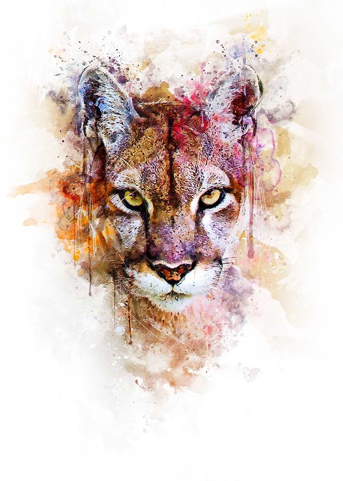 Puma