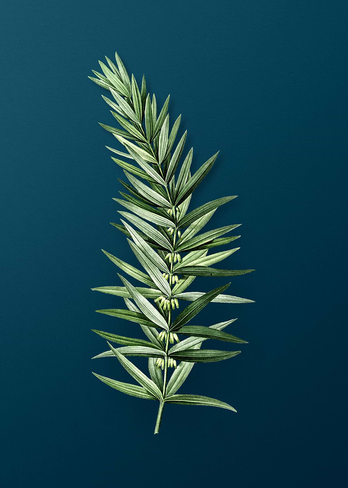 Whorled Solomons Seal