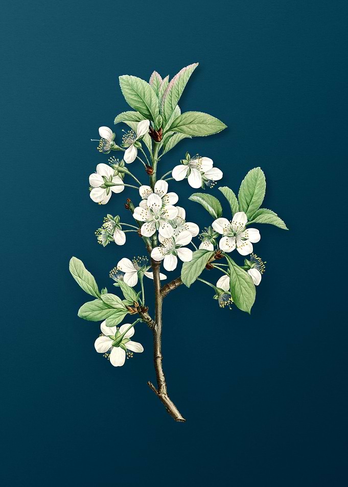 White Plum Flower