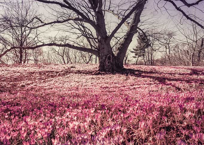 Fantasy tree in flower fi
