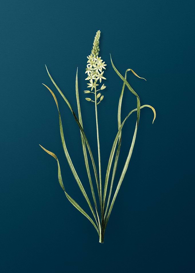 Wild Asparagus