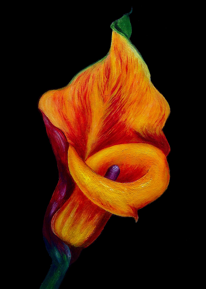 Fiery Calla Lily