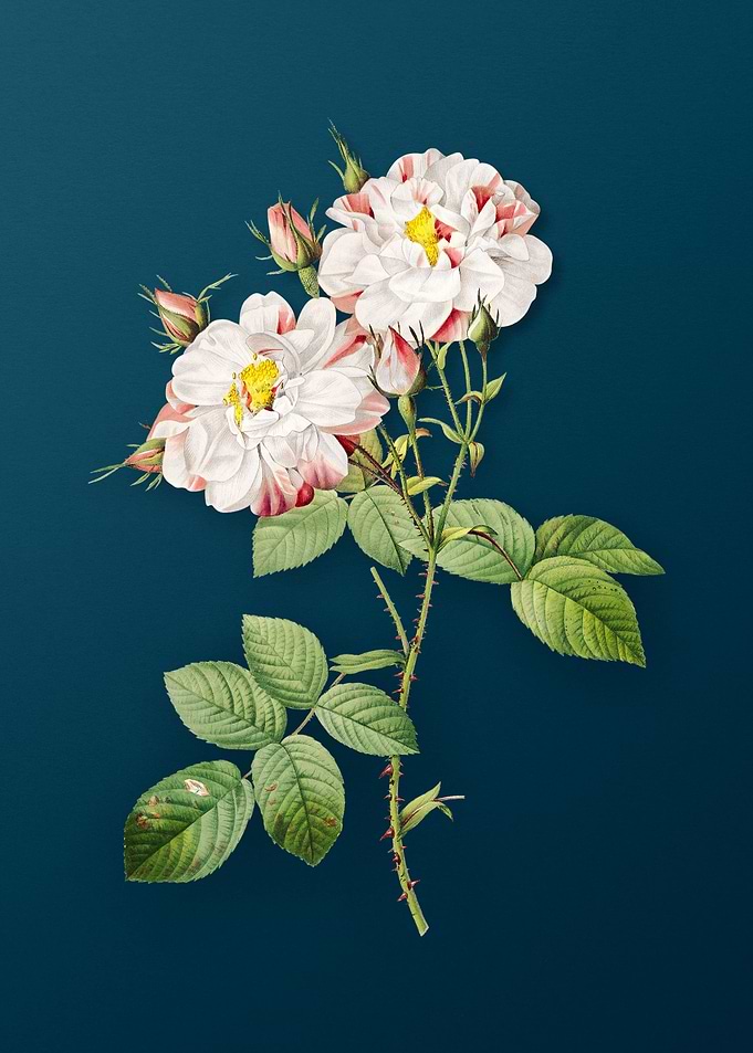White Damask Rose