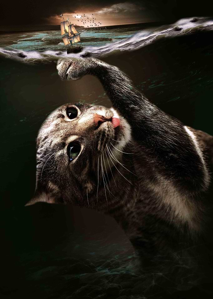 Cat Kraken Krakitten