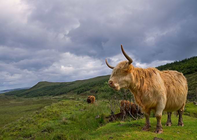 Highland Coo