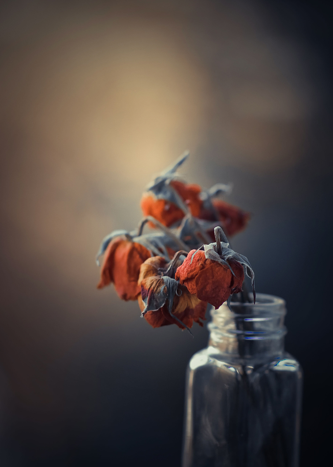 Dry flowers in a vase