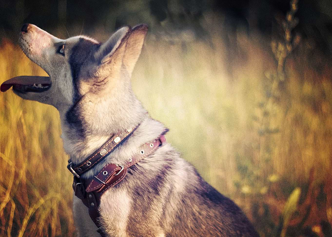 Husky Dogs