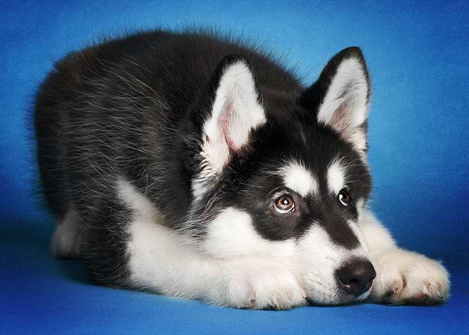 Husky Dogs
