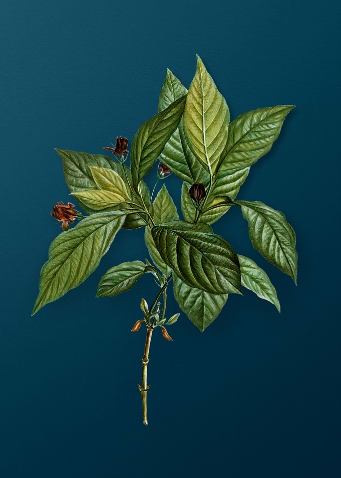 Vintage Botanicals on Teal