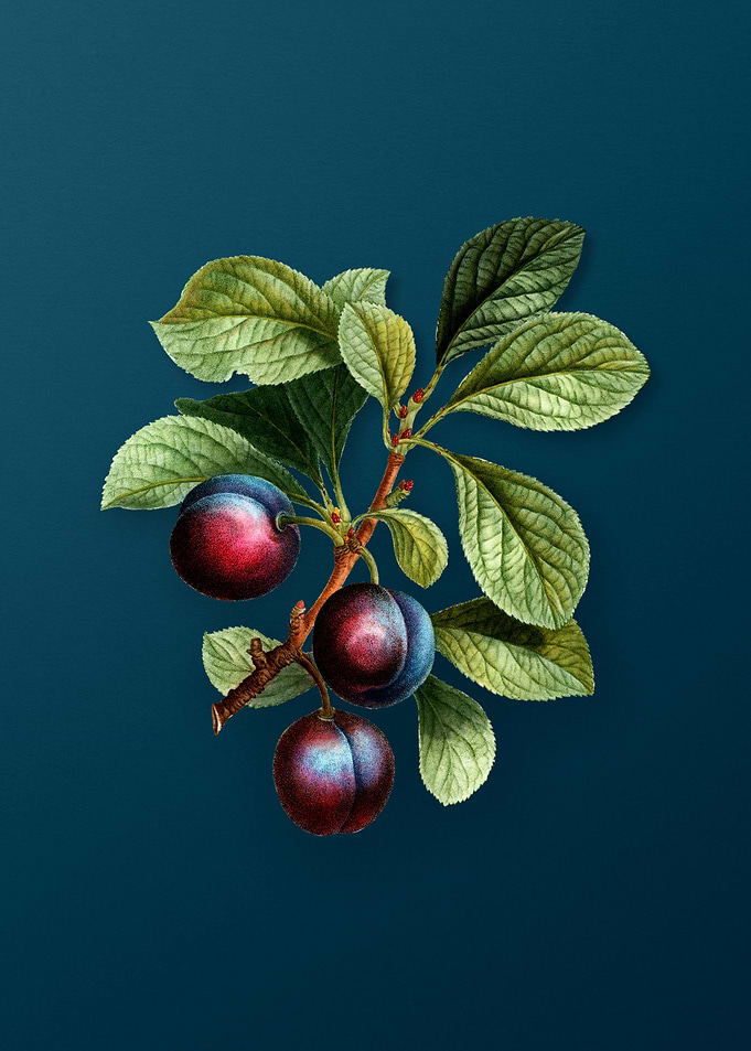 Vintage Botanicals on Teal