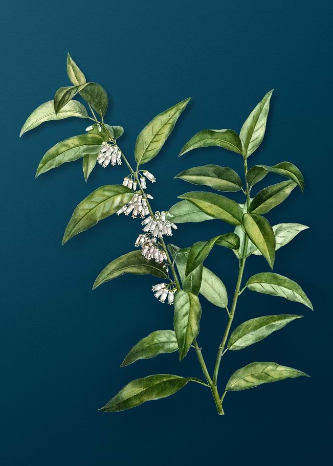 Vintage Botanicals on Teal