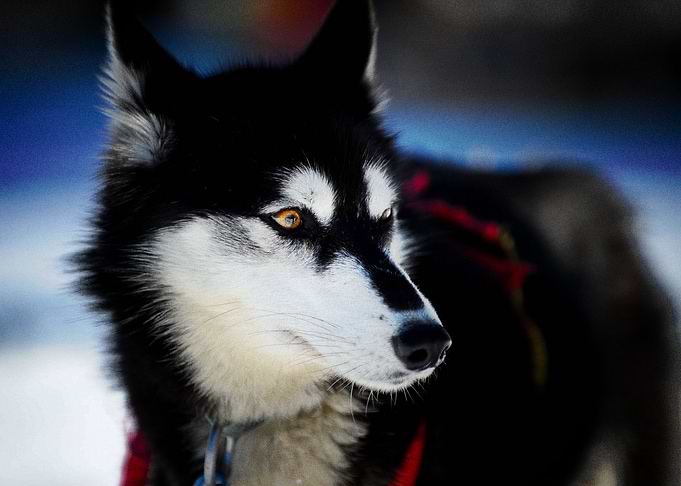 Husky Dogs