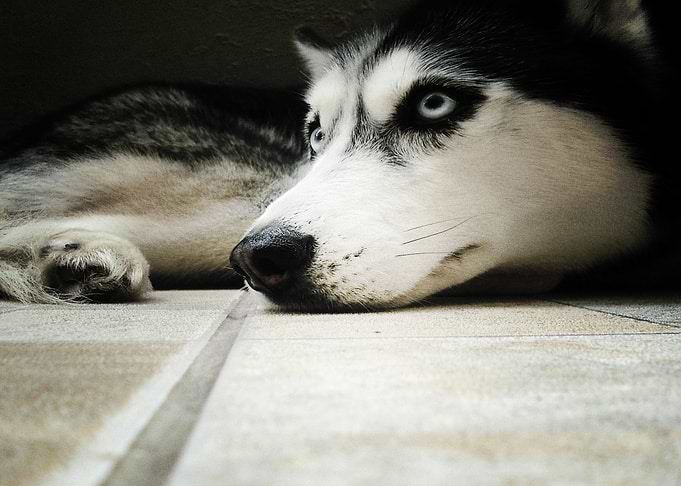 Husky Dogs