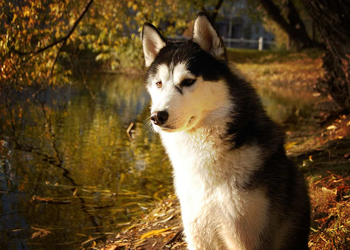 Husky Dogs Dog