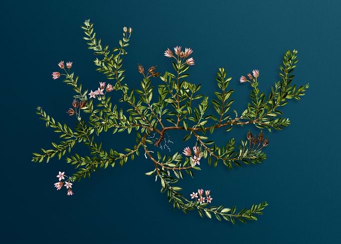 Vintage Botanicals on Teal