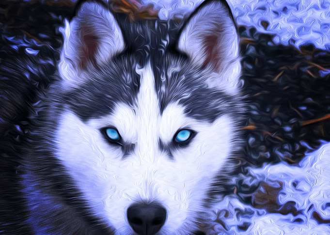 Husky Dogs Oil Painting P