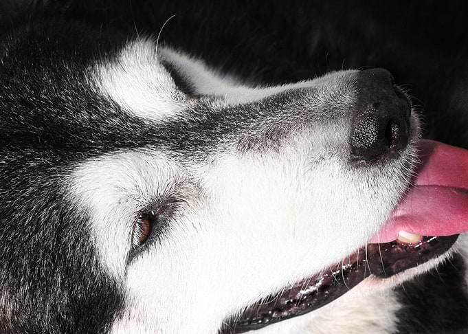 Husky Dogs