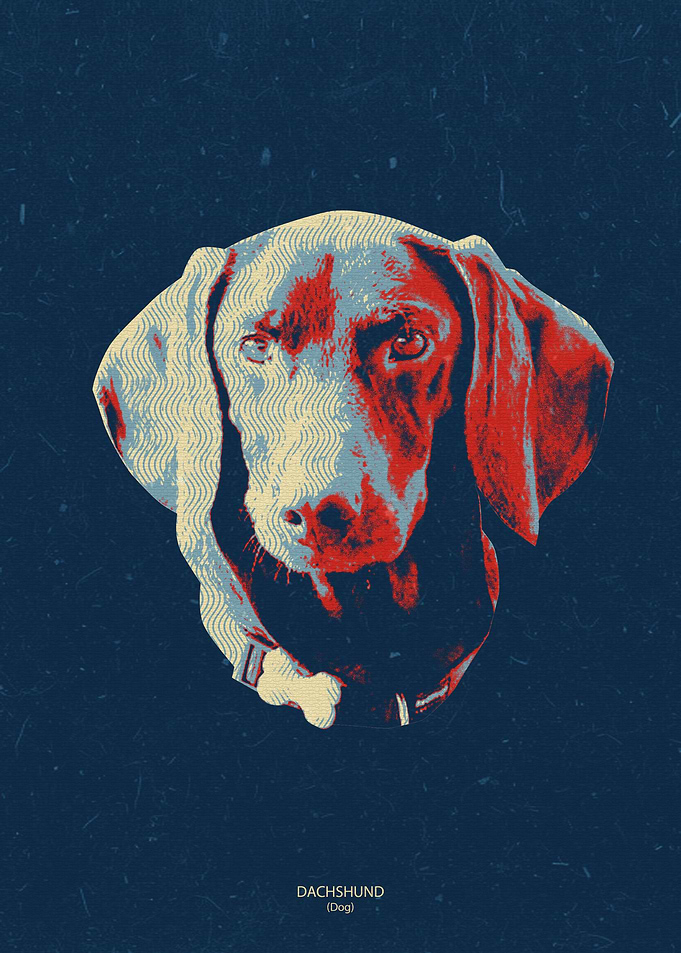 Dachshund