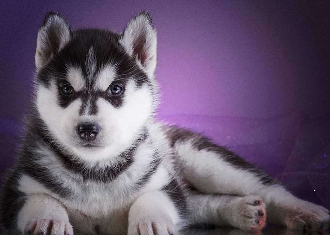 Husky Dogs Dog Pet Puppy
