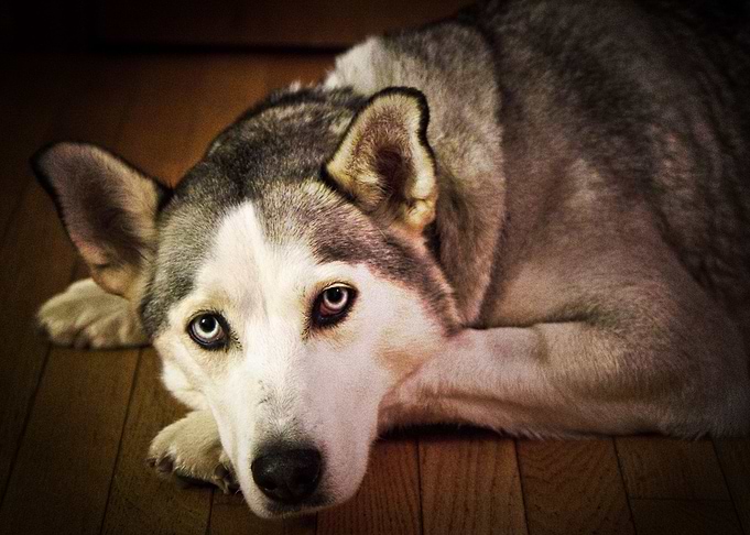 Husky Dogs Dog