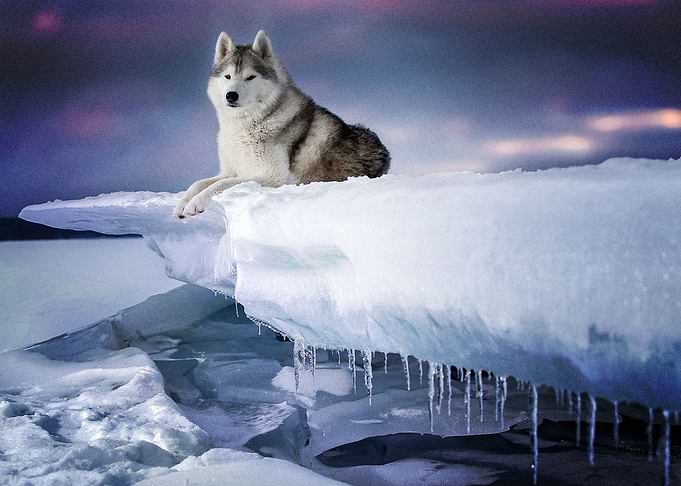 Siberian Husky Dogs Dog P