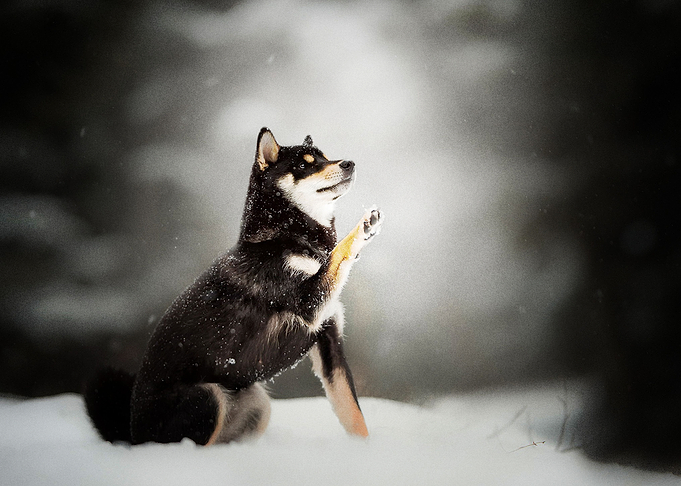 Husky Dogs Dog Pet Winter