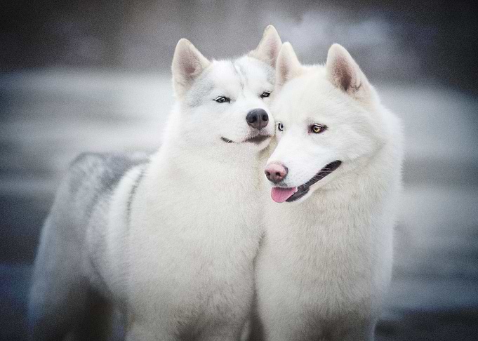 Husky Dogs Dog Pet Ba