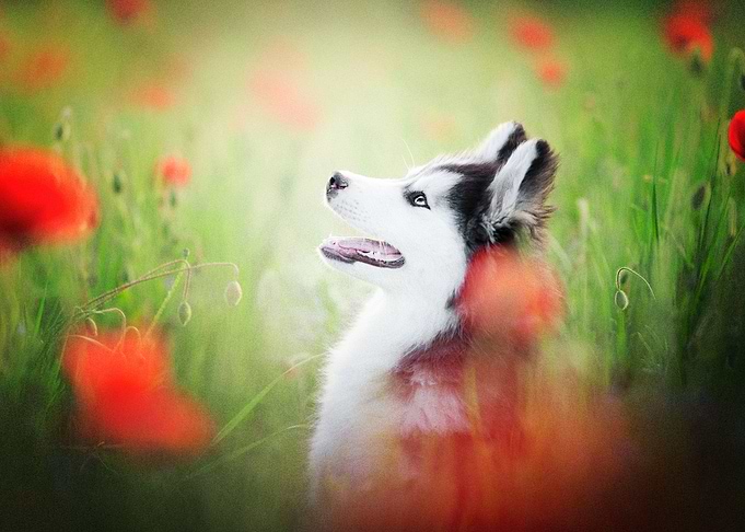 Husky Dogs Dog Pet Poppy