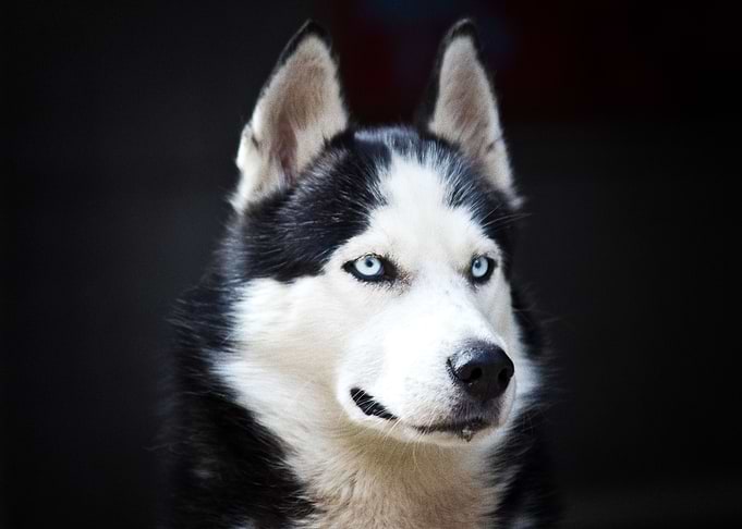 Husky Dogs