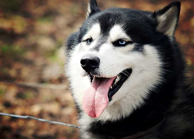 Husky Dogs