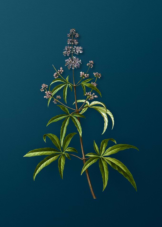Vintage Botanicals on Teal
