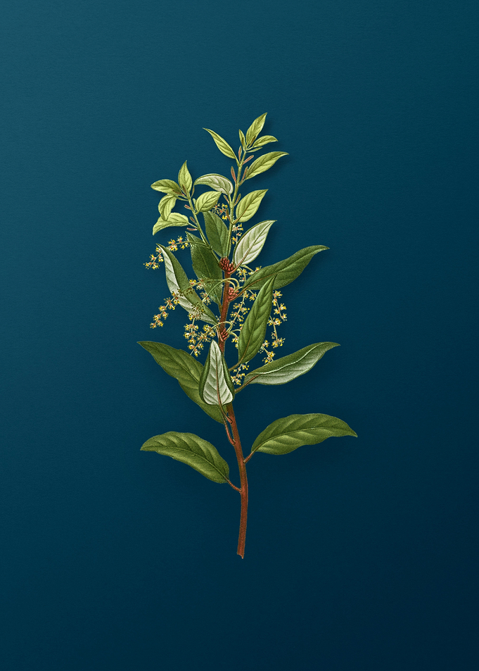 Vintage Botanicals on Teal