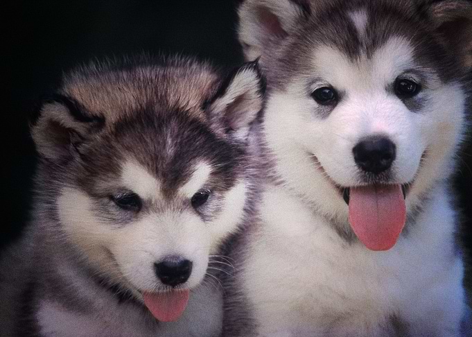 Siberian Husky Dogs B