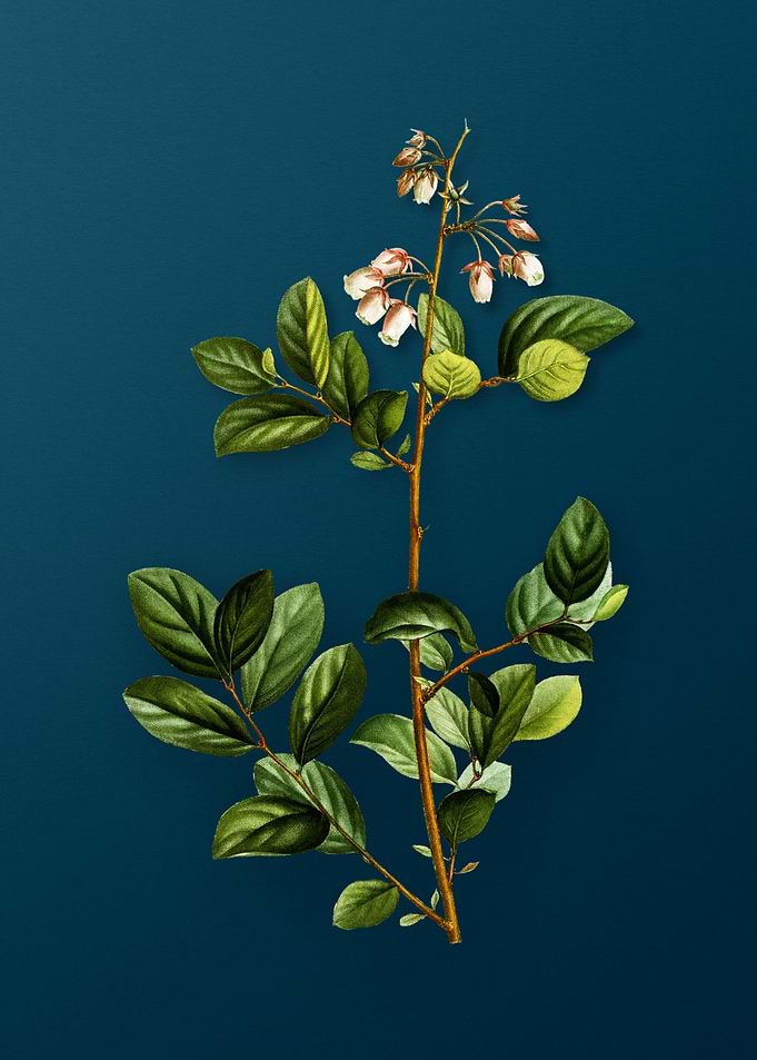 Vintage Botanicals on Teal