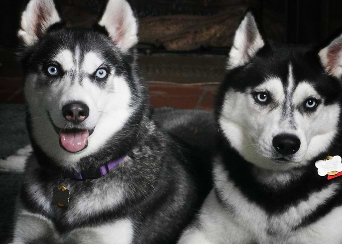 Husky Dogs