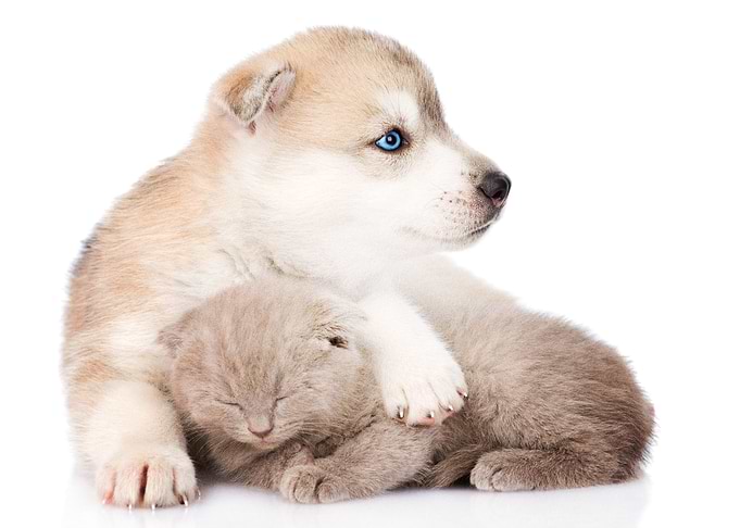Cat Dog Cute Kitten Pupp