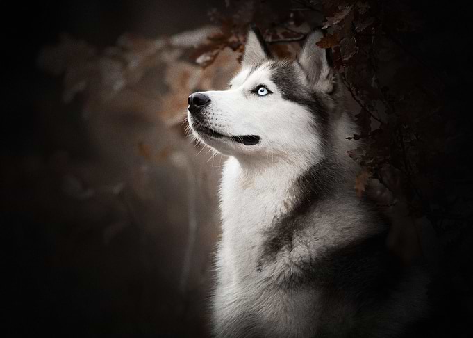 Husky Dogs Dog Pet Ba