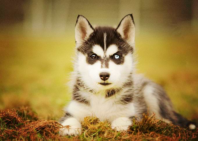 Siberian Husky Dogs Puppy
