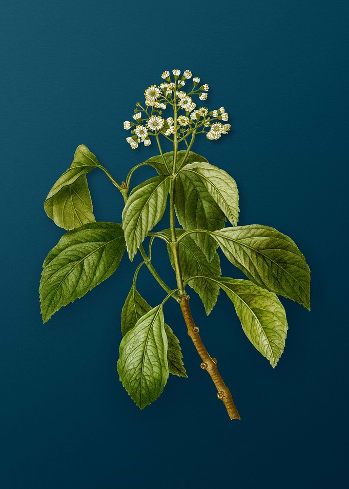 Vintage Botanicals on Teal