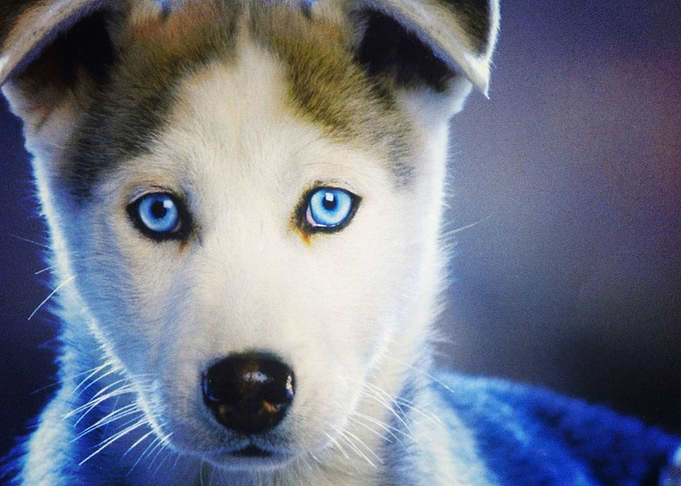 Husky Dogs