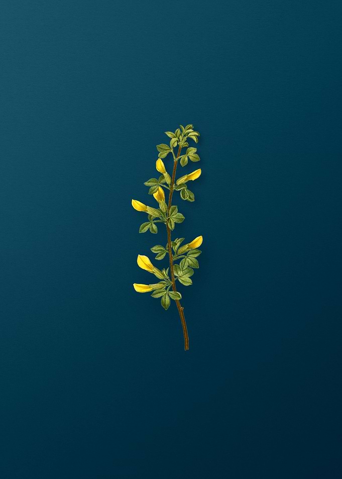 Vintage Botanicals on Teal