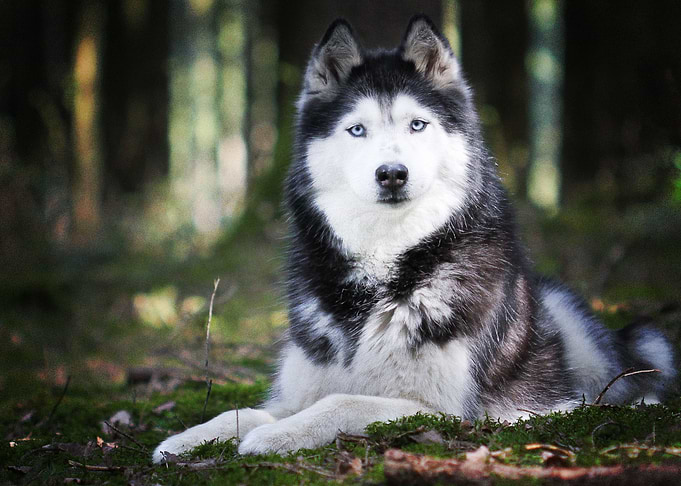 Husky Dogs Bokeh Dog