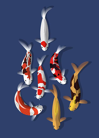 Colorful Koi