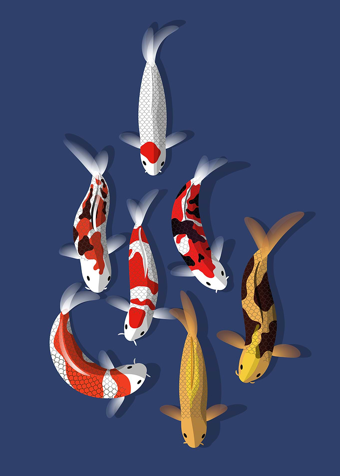 Colorful Koi
