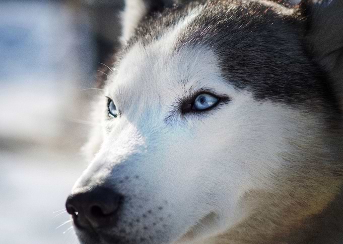 Husky Dogs