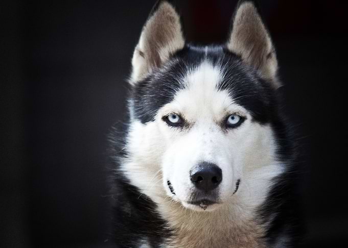Husky Dogs