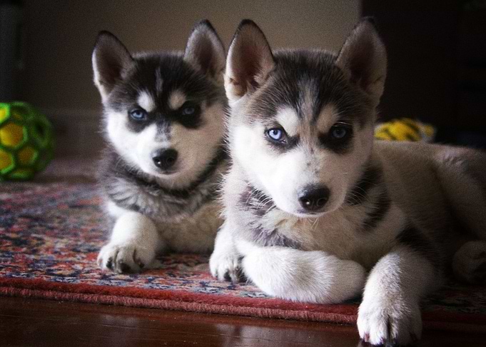 Husky Dogs