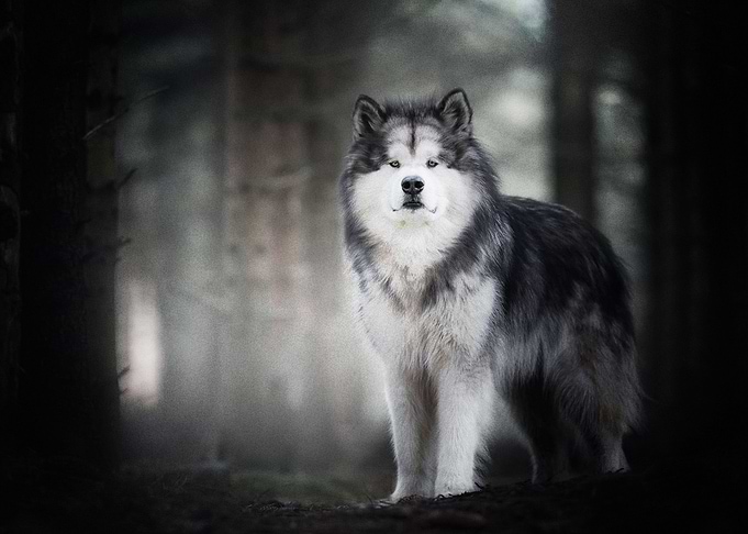 Husky Dogs Dog Pet Ba