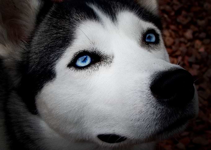 Husky Dogs Dog Pet Ba