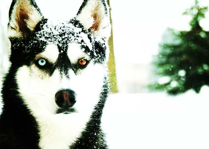 Husky Dogs Dog